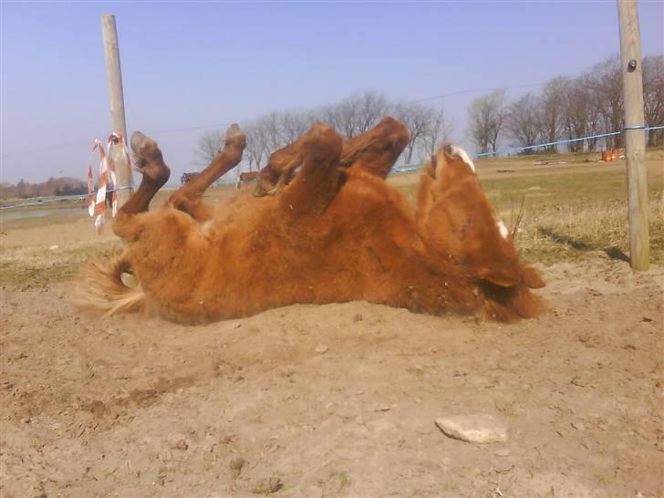 Anden særlig race Lundgaards Jolly Jumper - Foto: Dorte Jensen/Grønvang billede 4