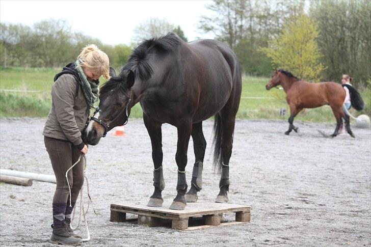 Anden særlig race SANTANA - Hygge under palletræning til weekendkursus.. Han tager min pind!  billede 5