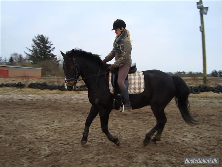 Anden særlig race SANTANA - 2010 billede 6