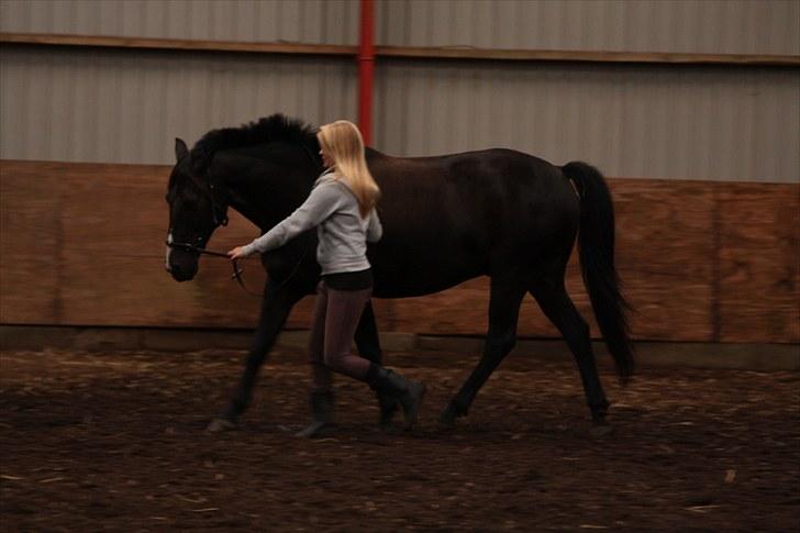 Anden særlig race SANTANA - Arbejde fra jorden, september 10 billede 7