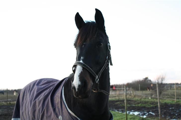 Anden særlig race SANTANA - Tana, december 09. billede 8