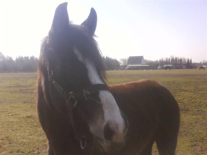 DSP Lundgaards Celine SOLGT billede 1