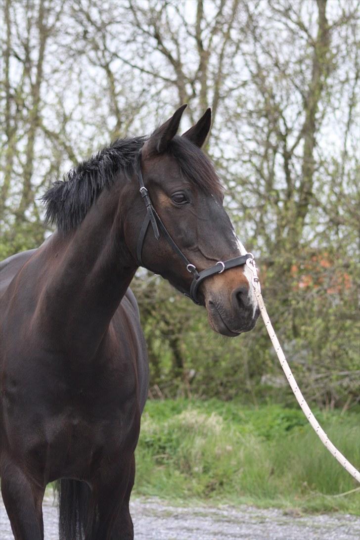 Anden særlig race SANTANA billede 10
