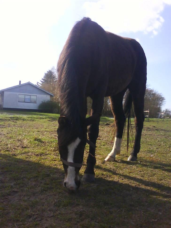 DSP Lundgaards Celine SOLGT billede 3