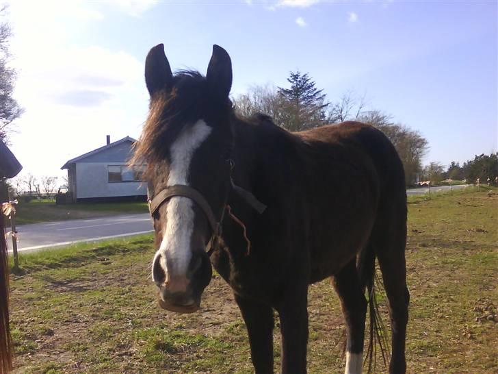DSP Lundgaards Celine SOLGT billede 4