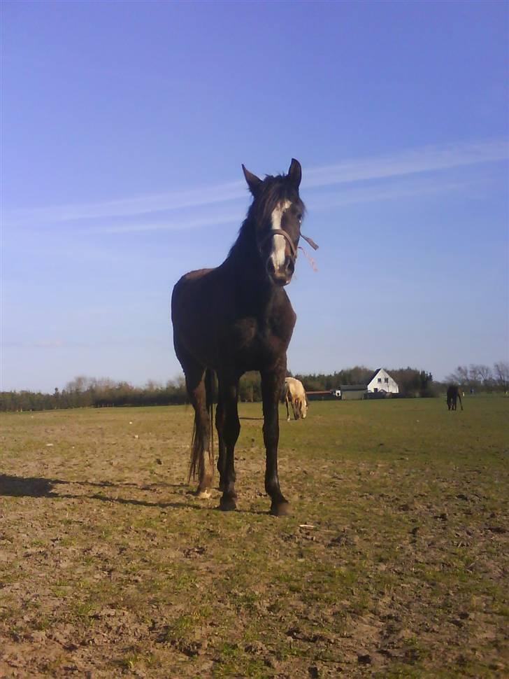 DSP Lundgaards Celine SOLGT billede 5