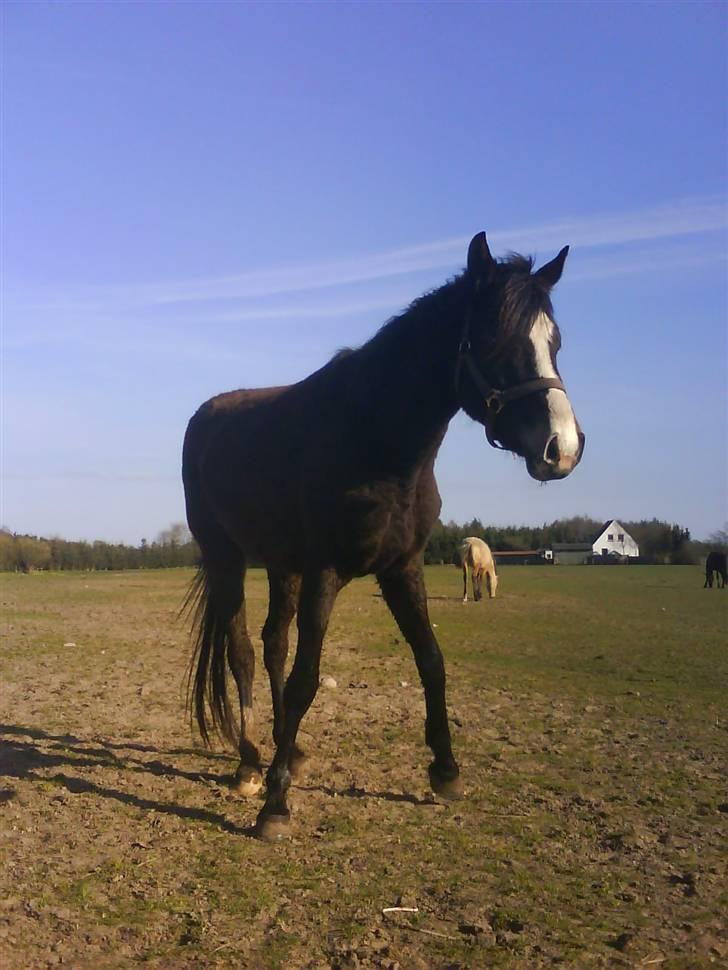 DSP Lundgaards Celine SOLGT billede 6
