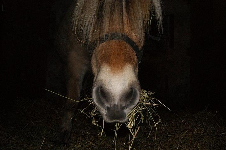 Fjordhest fraja billede 17