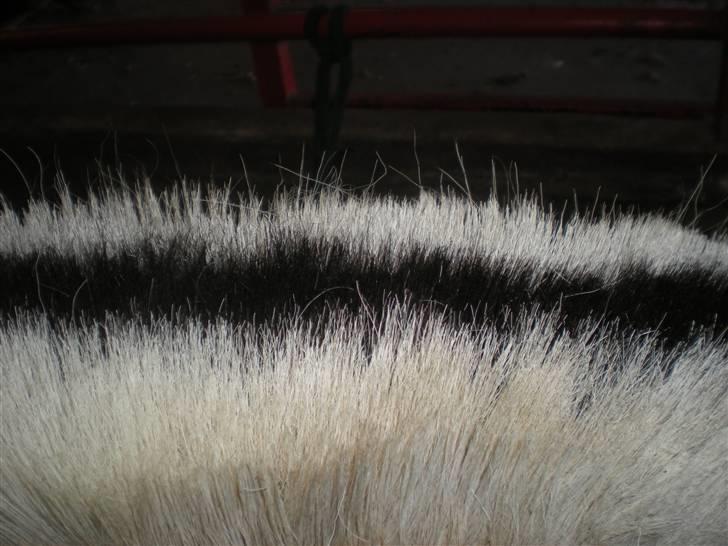 Fjordhest fraja billede 18