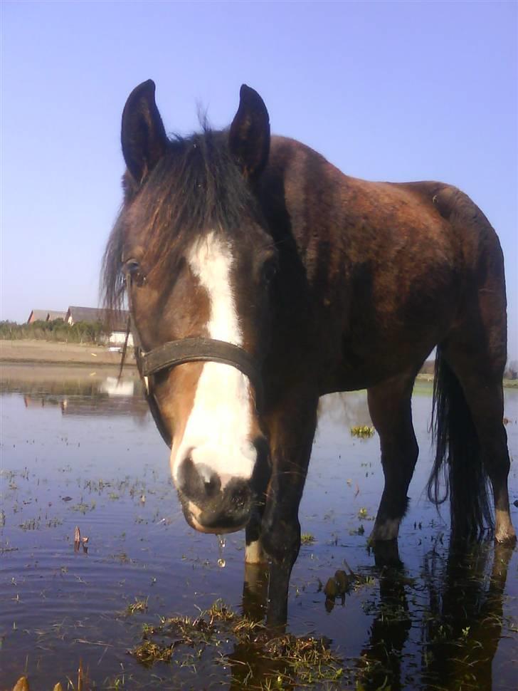 New Forest Lundgaards Friday billede 1