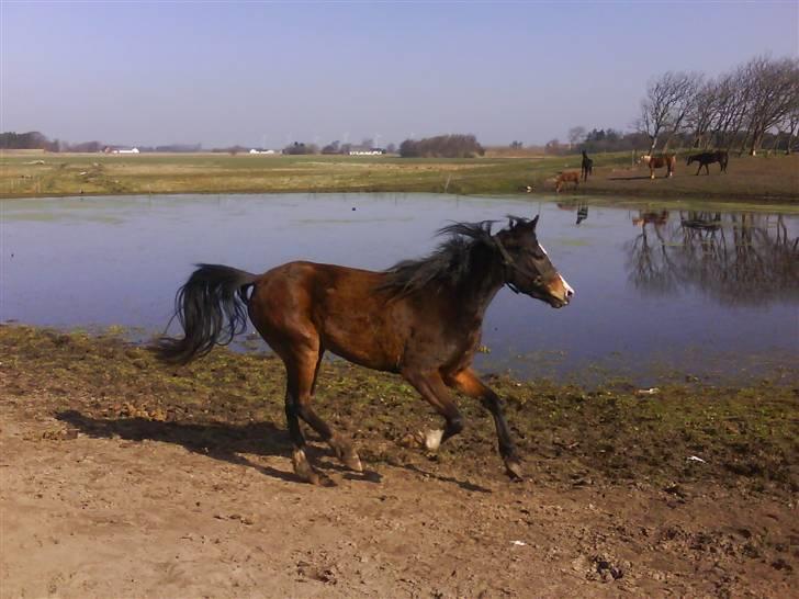 New Forest Lundgaards Friday billede 2