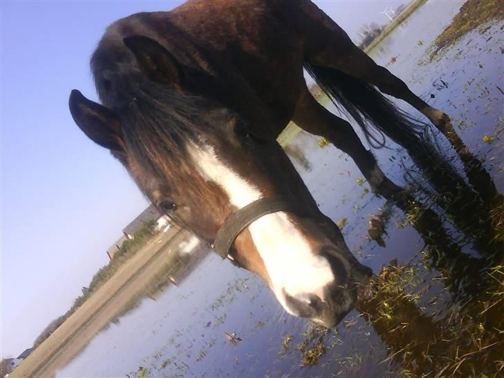 New Forest Lundgaards Friday billede 3