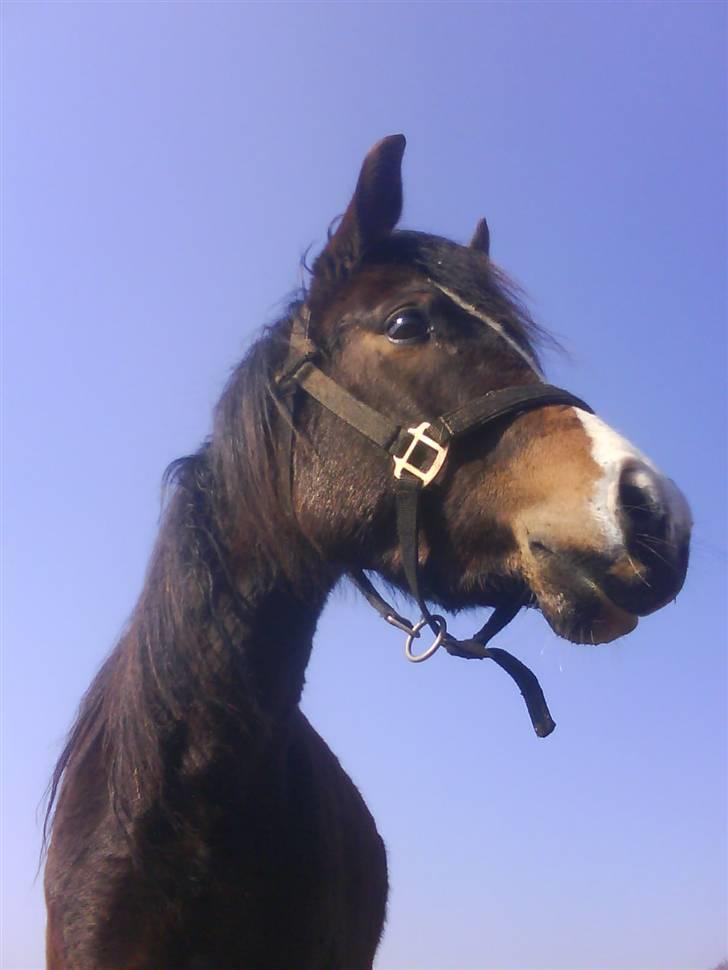 New Forest Lundgaards Friday billede 4