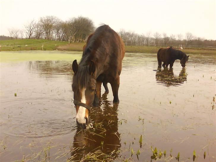 New Forest Lundgaards Friday billede 5