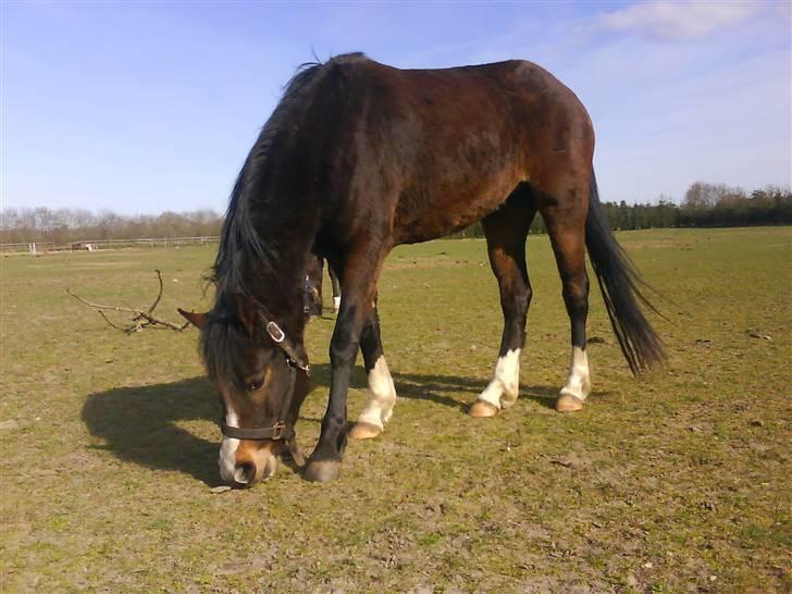 New Forest Lundgaards Friday billede 6