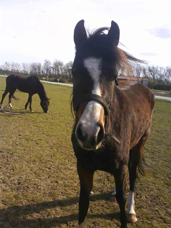 New Forest Lundgaards Friday billede 7