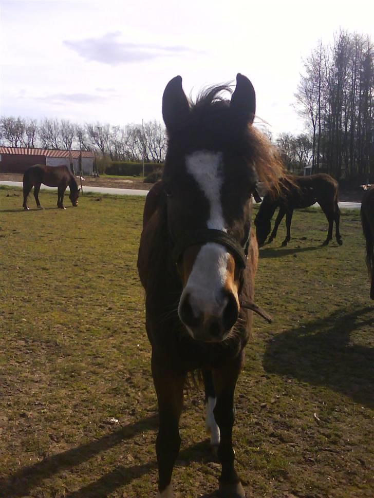 New Forest Lundgaards Friday billede 8