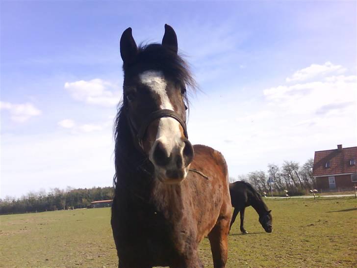 New Forest Lundgaards Friday billede 9