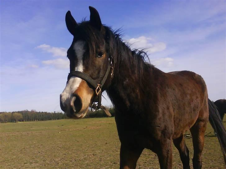 New Forest Lundgaards Friday billede 10