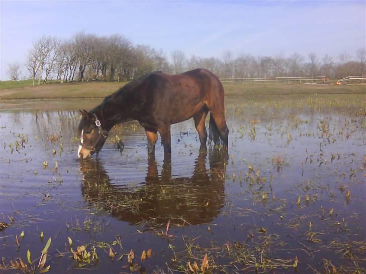 New Forest Lundgaards Friday billede 11