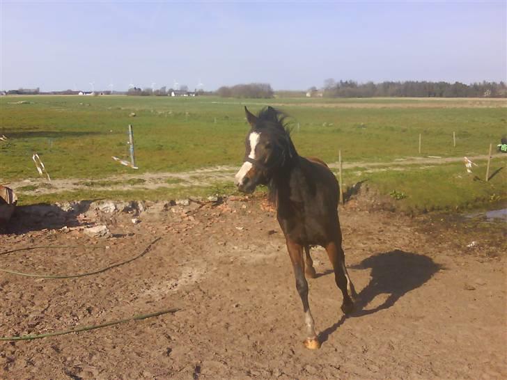 New Forest Lundgaards Friday billede 12