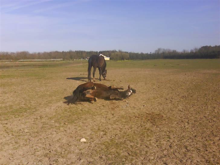 New Forest Lundgaards Friday billede 13