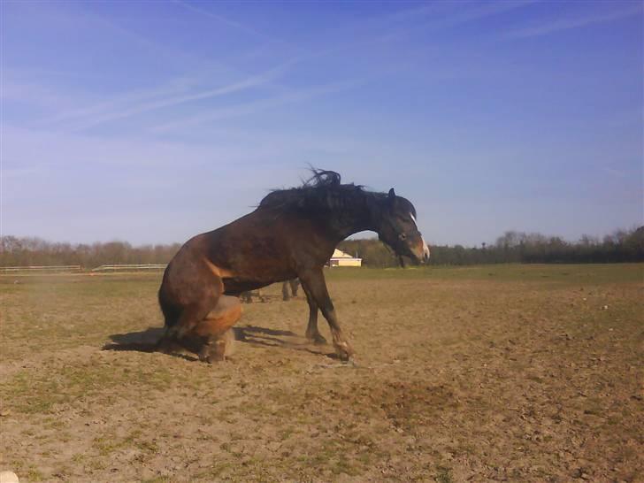 New Forest Lundgaards Friday billede 14