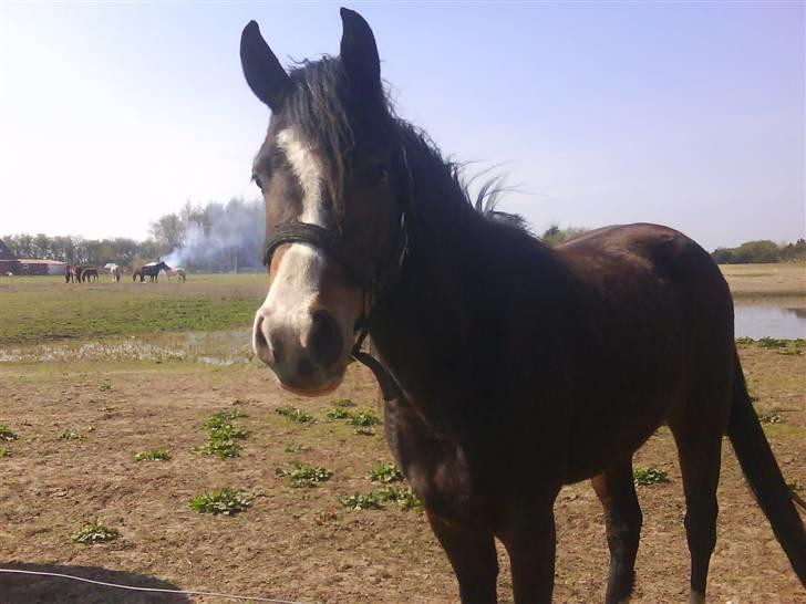 New Forest Lundgaards Friday billede 15