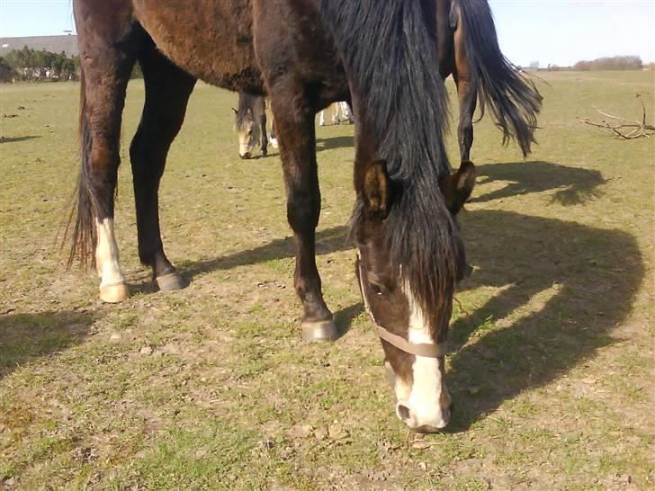 DSP Lundgaards Celine SOLGT billede 7