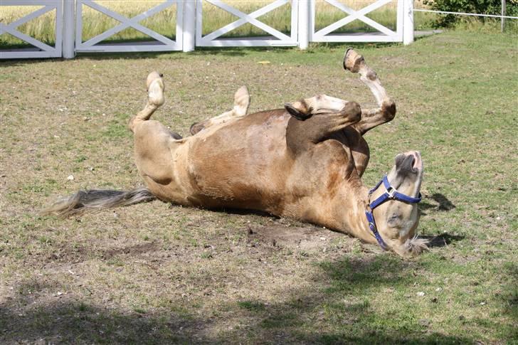 Irsk Sportspony Triple Gold(:  - Så- så ligger jeg bare perfekt!  x] <3 NYT billede 10