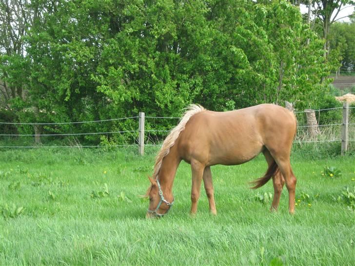 Arabisk fuldblod (OX) Zali  MG bint bint Washa billede 10