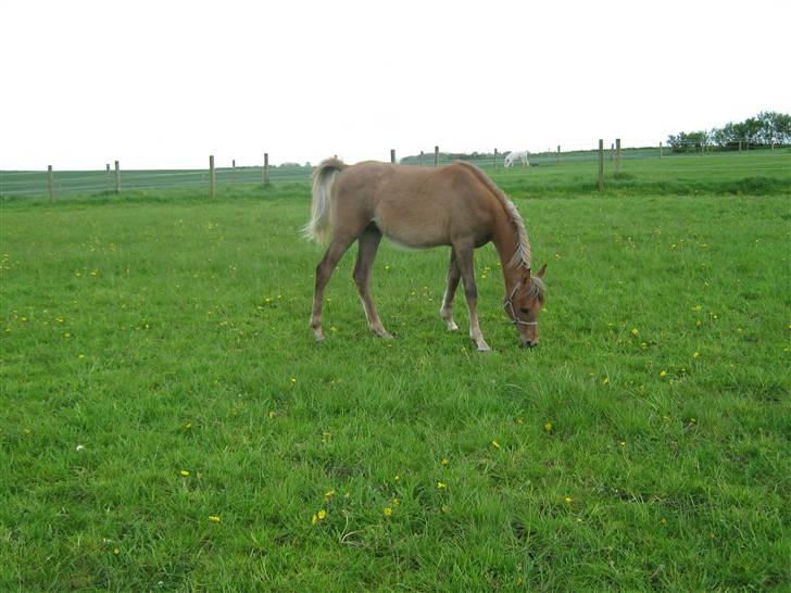 Arabisk fuldblod (OX) Shahefa MG Ibn ibn Wash billede 11