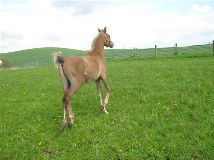 Arabisk fuldblod (OX) Shahefa MG Ibn ibn Wash billede 12