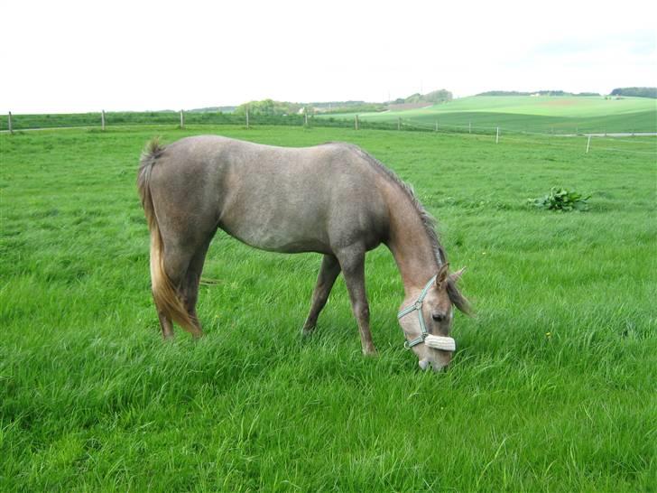 Arabisk fuldblod (OX) Santalla MG billede 12