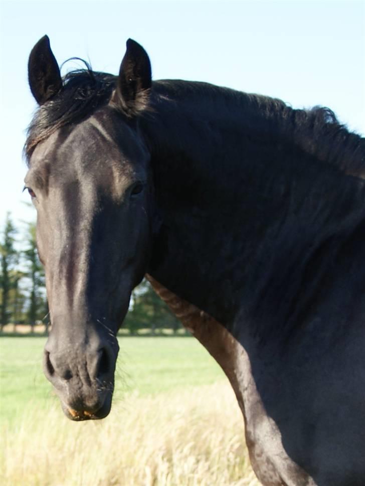 Frieser Quinty  - Quinty  billede 7