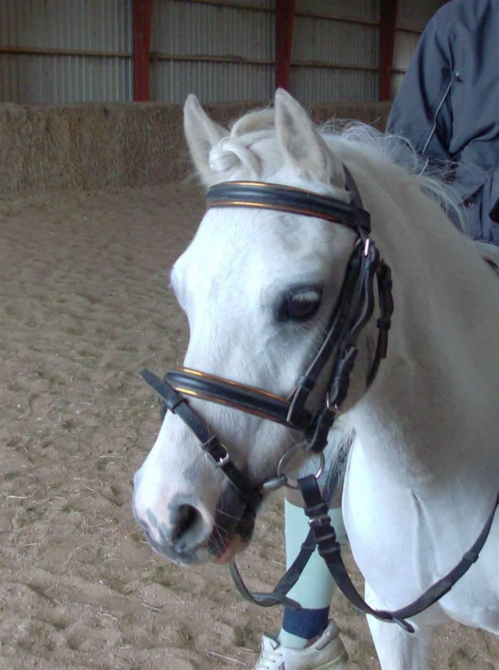 Welsh Mountain (sec A) Gribsvads Patsy - Hendes hoved med rosenkrop...<3 billede 17