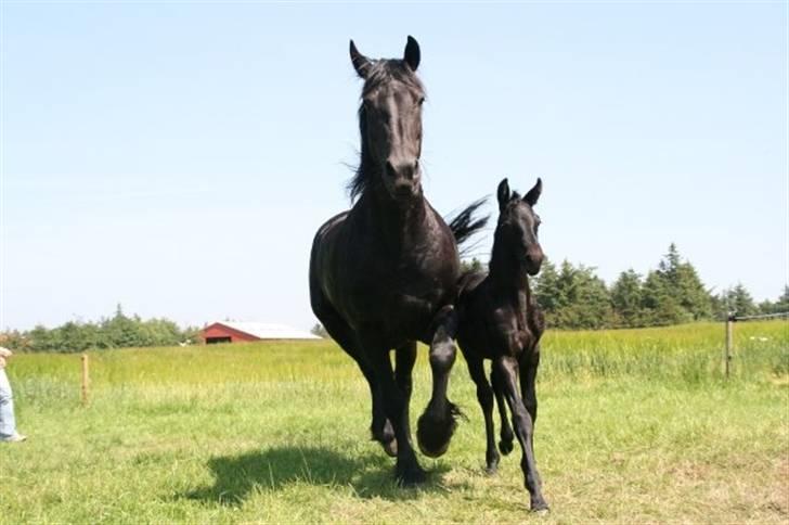 Frieser Quinty  - Quinty og Fenja (21 dage gammel). billede 8