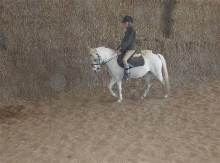 Welsh Mountain (sec A) Gribsvads Patsy - Marie og Patsy billede 18