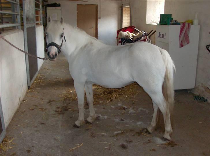 Welsh Mountain (sec A) Gribsvads Patsy billede 19