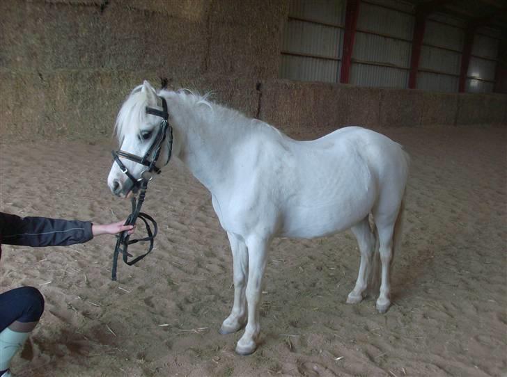 Welsh Mountain (sec A) Gribsvads Patsy billede 20