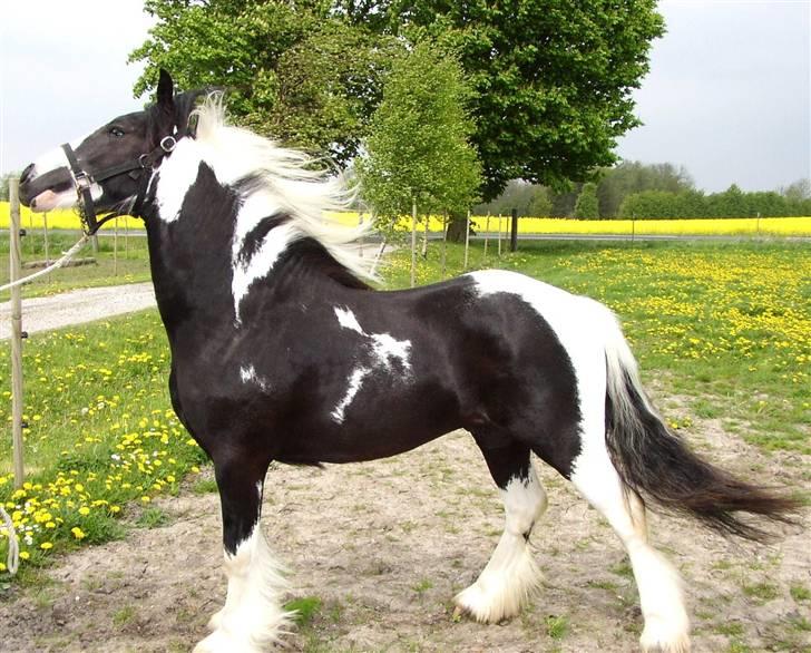 Tinker Noel  billede 15