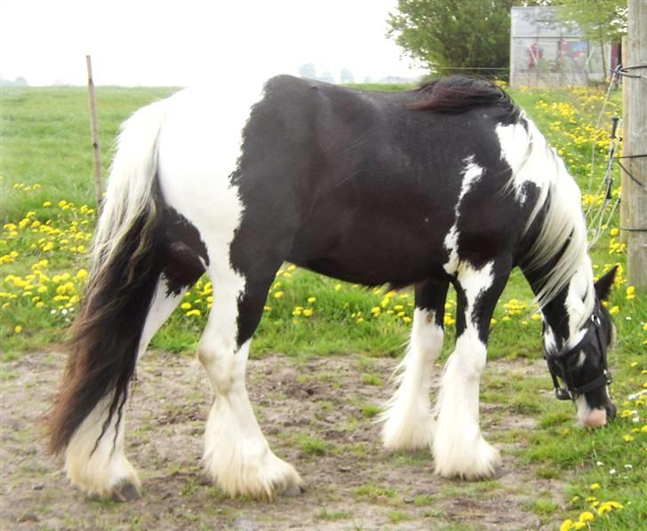 Tinker Noel  billede 16