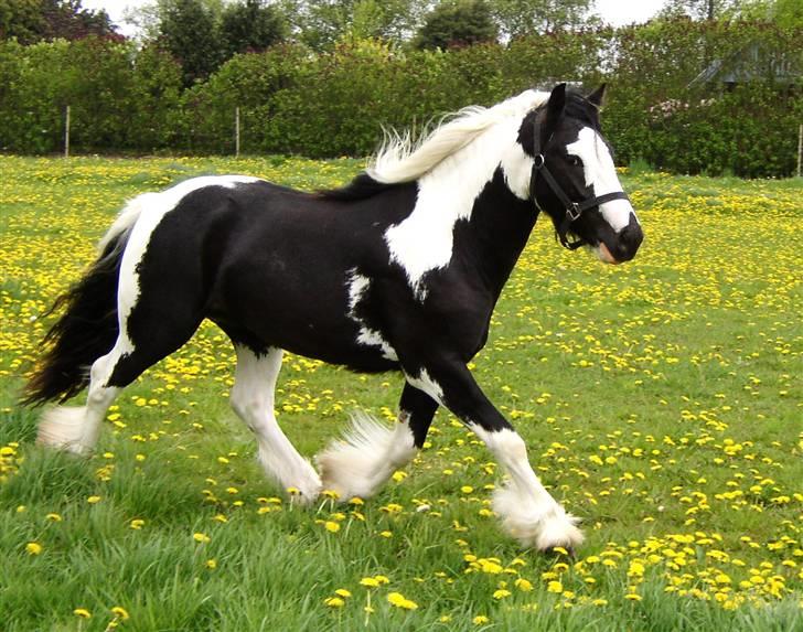 Tinker Noel  billede 17