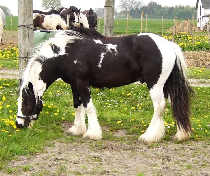 Tinker Noel  billede 18