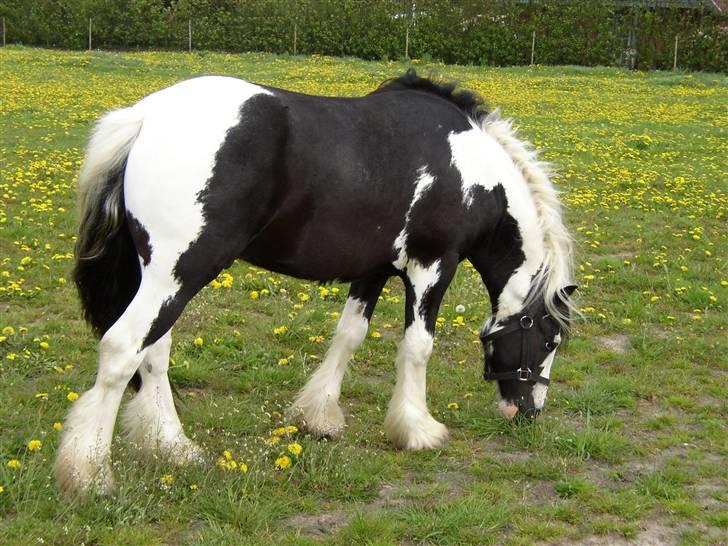 Tinker Noel  billede 19