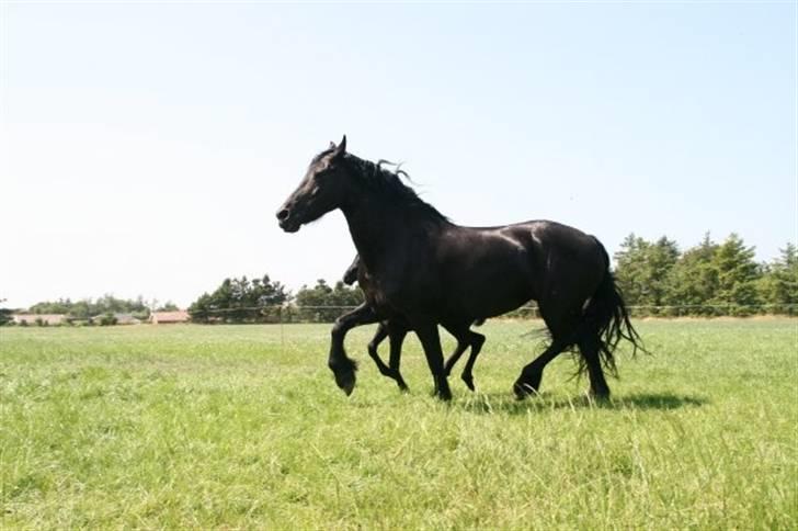 Frieser Quinty  - Quinty og Fenja (21 dage gammel). billede 10