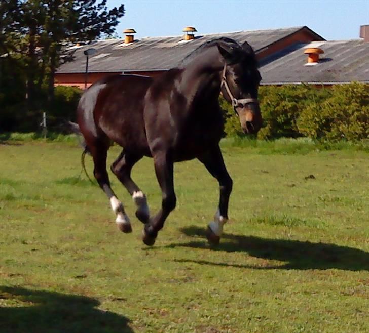Oldenborg Cille  billede 7