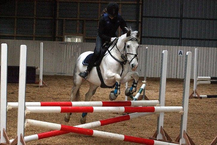 Hollandsk Sportspony  JUANOS (JOENS) <3 - springundervisning :) foto: Nina Schølz :) billede 8