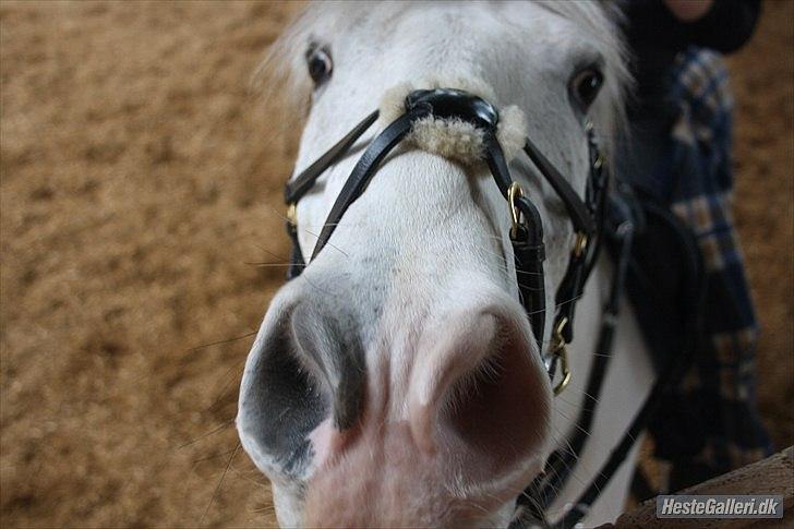 Hollandsk Sportspony  JUANOS (JOENS) <3 - Din søde mule :´) billede 9