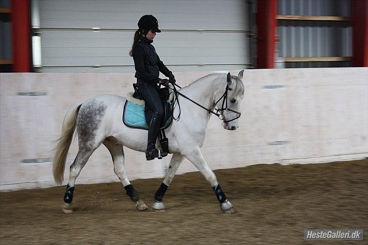 Hollandsk Sportspony  JUANOS (JOENS) <3 - Forår 2011. Foto : Sofie Christensen  billede 10